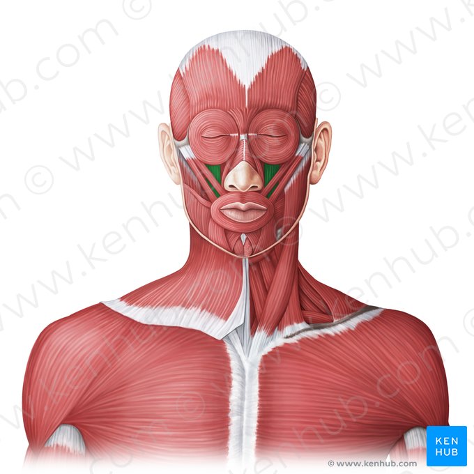 Músculo levantador do lábio superior (Musculus levator labii superioris); Imagem: Irina Münstermann