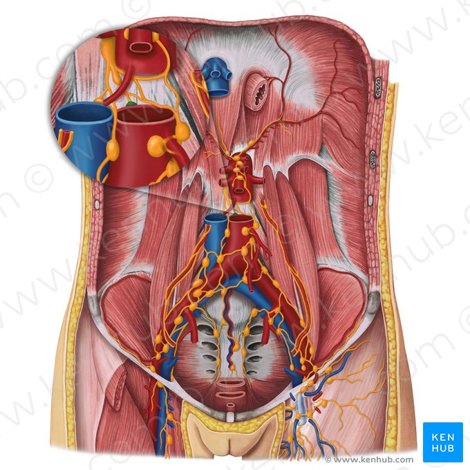 Nœuds lymphatiques rétro-aortiques (Nodi lymphoidei retroaortici); Image : Irina Münstermann