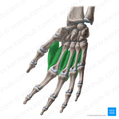 Músculos interósseos dorsais da mão (Musculi interossei dorsales manus); Imagem: Yousun Koh