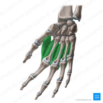 Musculi interossei dorsales manus (Rückseitige Zwischenknochenmuskeln der Hand); Bild: Yousun Koh