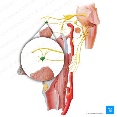 Pterygopalatine ganglion (Ganglion pterygopalatinum); Image: Paul Kim