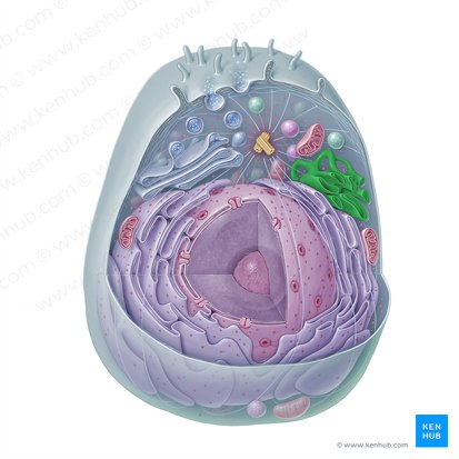 Retículo endoplasmático liso (Reticulum endoplasmicum non granulosum); Imagem: Paul Kim
