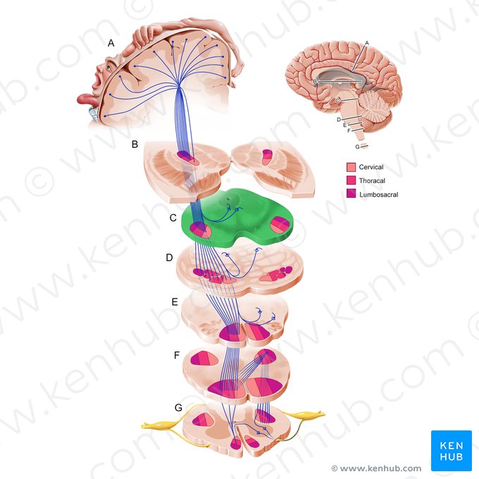 Mesencéfalo (Mesencephalon); Imagem: Paul Kim