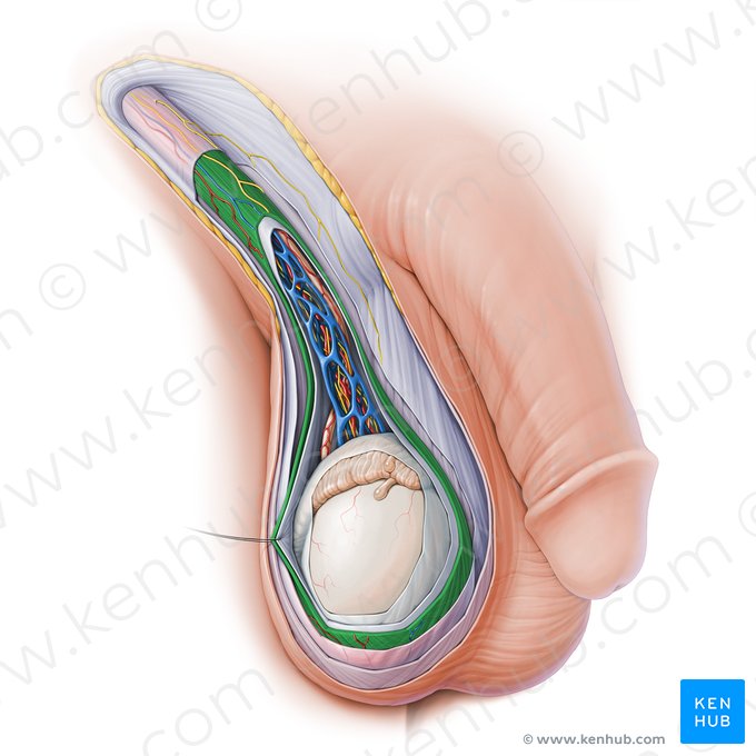 Muscle crémaster (Musculus cremaster); Image : Paul Kim