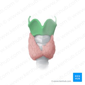 Thyroid cartilage (Cartilago thyroidea); Image: Begoña Rodriguez