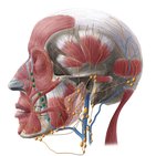 Facial lymph nodes