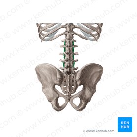 Músculos intertransversários mediais lombares (Musculi intertransversarii mediales lumborum); Imagem: 