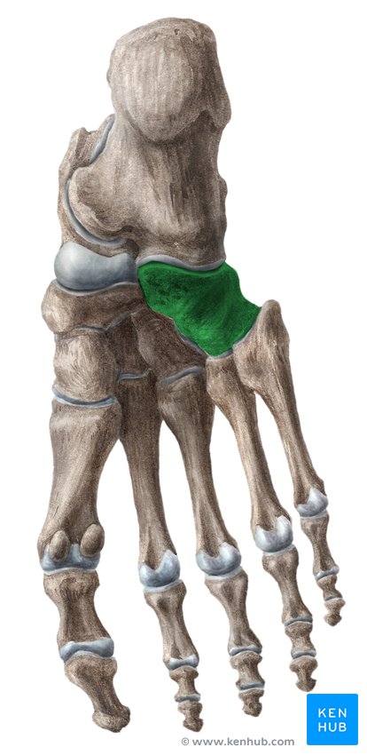 Cuboid bone - lateral-right view