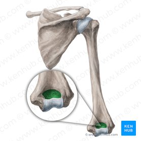 Umero Anatomia E Notas Clinicas Kenhub