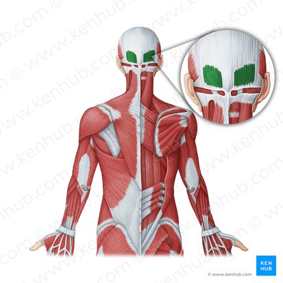 Occipitalis muscle (Musculus occipitalis); Image: Irina Münstermann