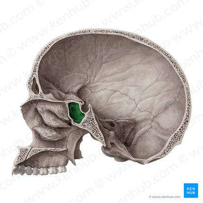 Seio esfenoidal (Sinus sphenoidalis); Imagem: Yousun Koh