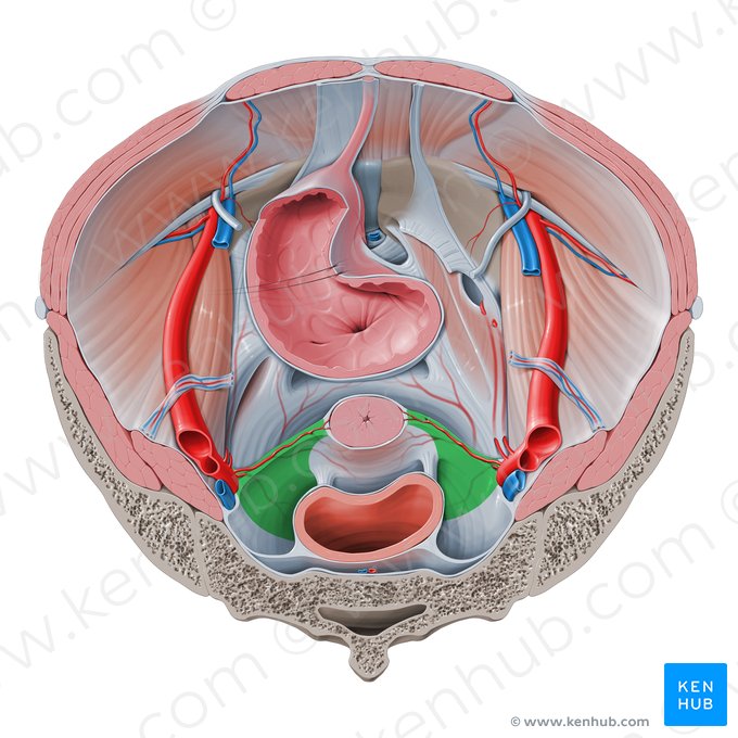 Ligamento transverso do colo do útero (Ligamentum cardinale); Imagem: Paul Kim