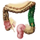 Descending colon