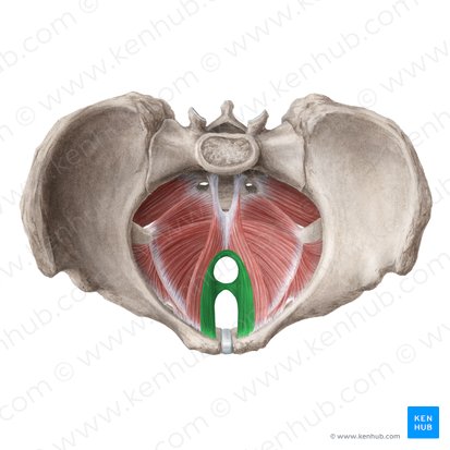 Músculo puborrectal (Musculus puborectalis); Imagen: Liene Znotina