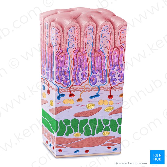 Capa muscular circular del estómago (Stratum circulare tunicae muscularis gastris); Imagen: Paul Kim