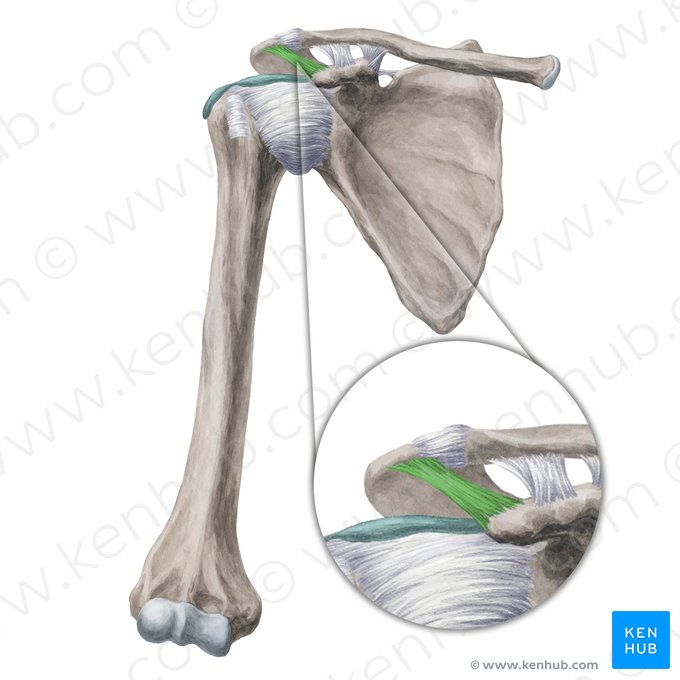 Ligamento coracoacromial (Ligamentum coracoacromiale); Imagem: Yousun Koh