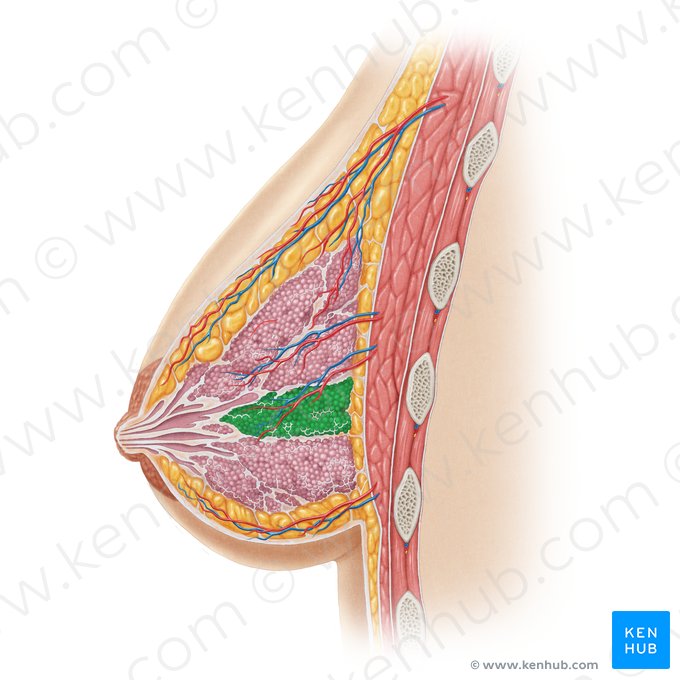 Lobe of mammary gland (Lobus glandulae mammariae); Image: Samantha Zimmerman