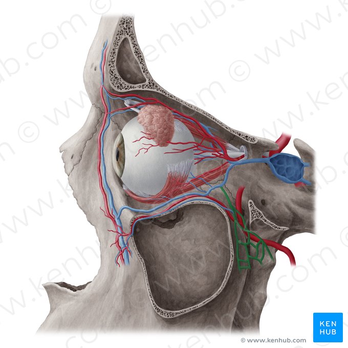 Plexo venoso pterigóideo (Plexus venosus pterygoideus); Imagem: Yousun Koh