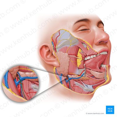 Ramo cervical do nervo facial (Ramus cervicis nervi facialis); Imagem: Paul Kim