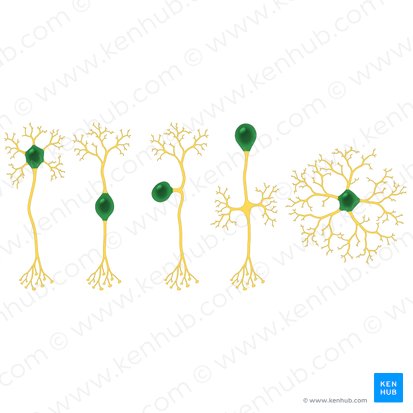 Cell body of neuron (Soma); Image: Paul Kim