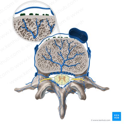 Plexus venosus vertebralis externus anterior (Vorderes äußeres Wirbelvenengeflecht); Bild: Paul Kim