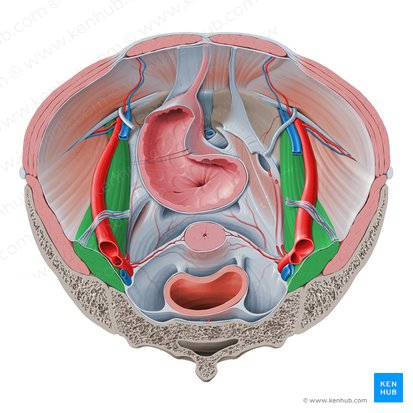 Músculo psoas maior (Musculus psoas major); Imagem: Paul Kim