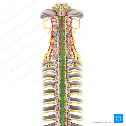 Médula espinal (Medulla spinalis); Imagen: Rebecca Betts