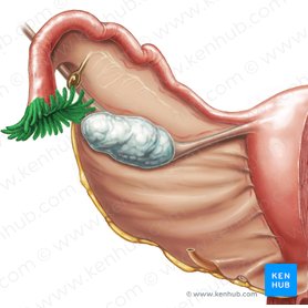 Fímbrias da tuba uterina (Fimbriae tubae uterinae); Imagem: Samantha Zimmerman