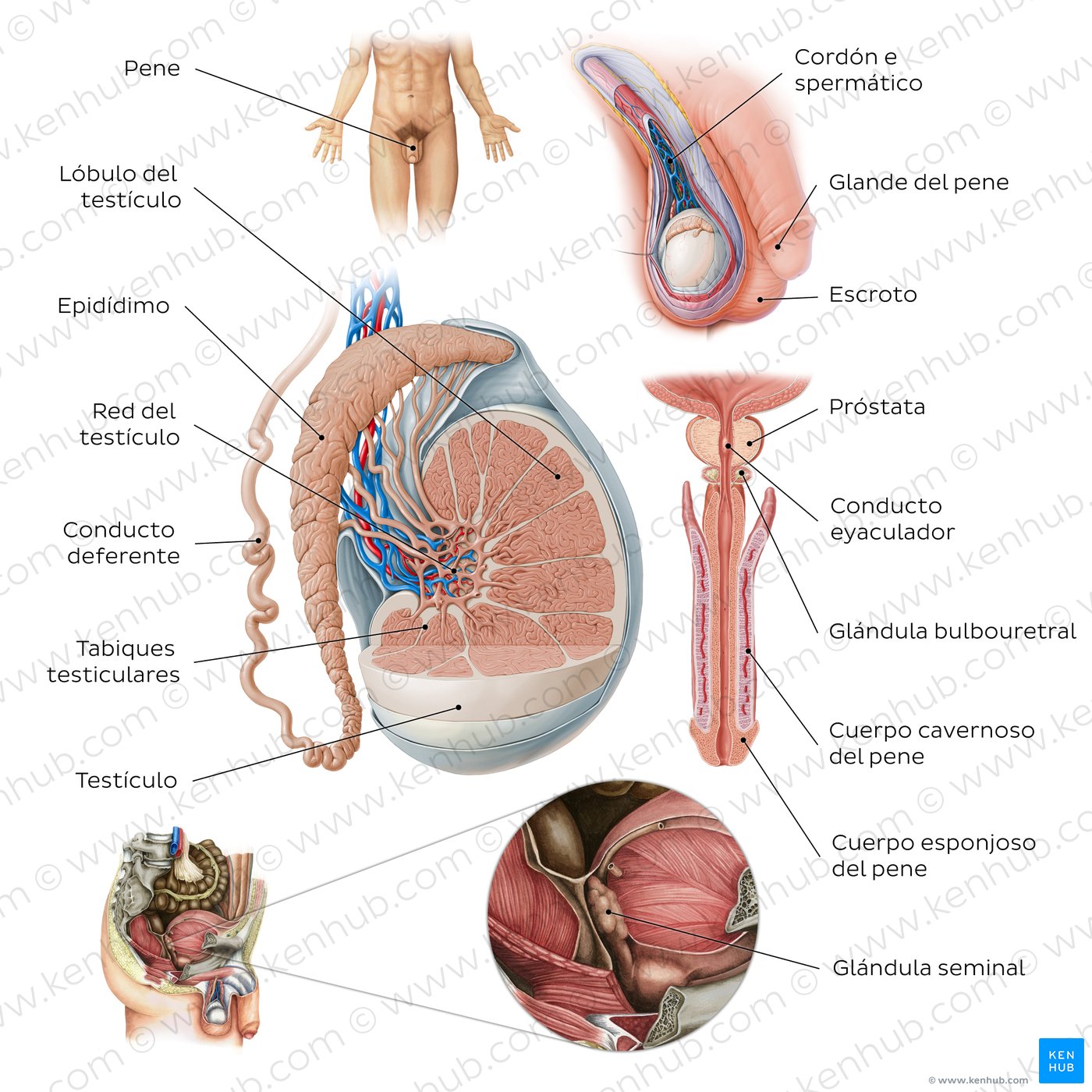 Partes del diagrama del sistema reproductor masculino