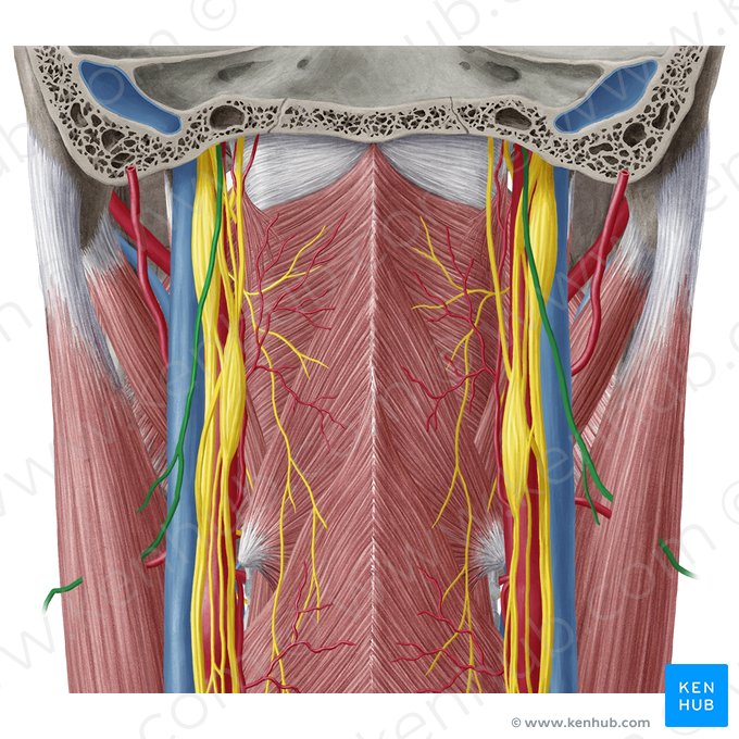 Nervus accessorius (Beinerv); Bild: Yousun Koh