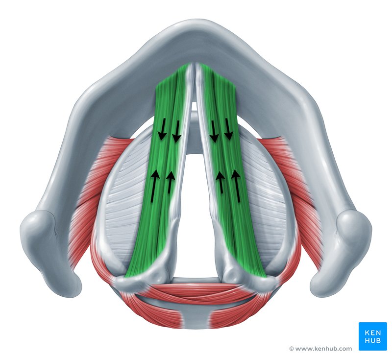 Action of vocalis and thyroarytenoid muscles