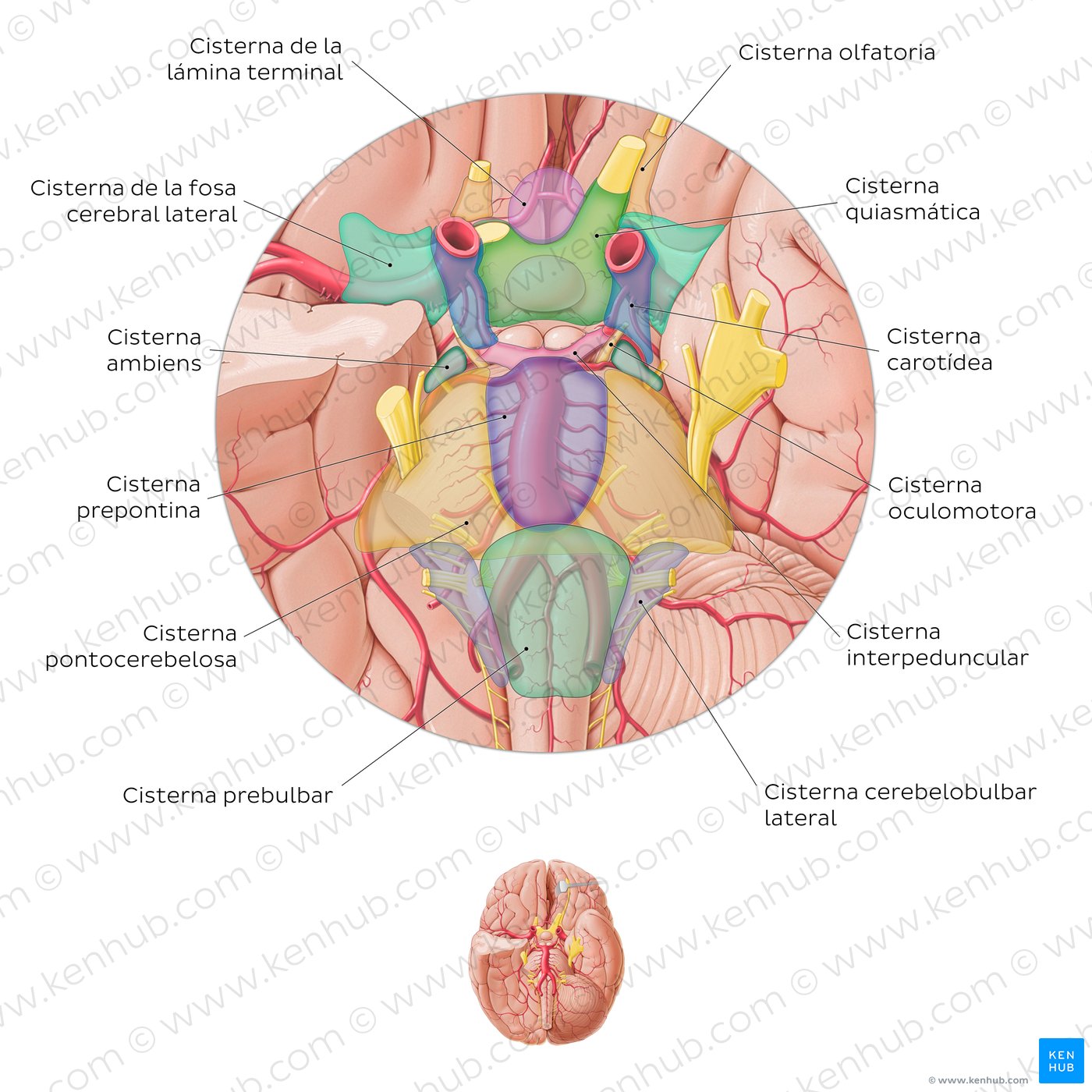 Cisternas subaracnoideas del encéfalo (vista inferior)