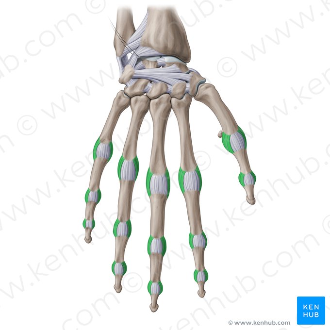 Ligamentos colaterais verdadeiros da mão (Ligamenta collateralia propria manus); Imagem: Paul Kim