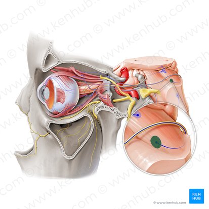 Núcleo del nervio troclear (Nucleus nervi trochlearis); Imagen: Paul Kim