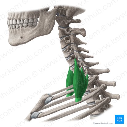Musculus scalenus posterior (Hinterer Treppenmuskel); Bild: Yousun Koh