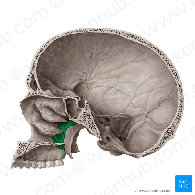 Lâmina perpendicular do osso palatino (Lamina perpendicularis ossis palatini); Imagem: Yousun Koh