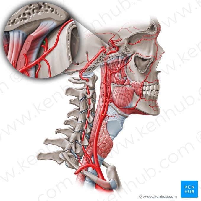 Artery of pterygoid canal (Arteria canalis pterygoidei); Image: Paul Kim
