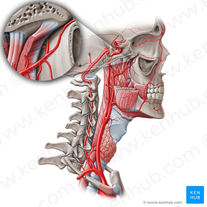 Arteria canalis pterygoidei (Arterie des Flügelkanals); Bild: Paul Kim