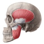 Muscles of mastication