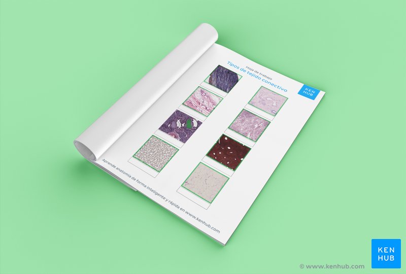 Diagrama sin rotular mostrando los diferentes tipos de tejido conectivo (¡descarga gratis el PDF a continuación!)