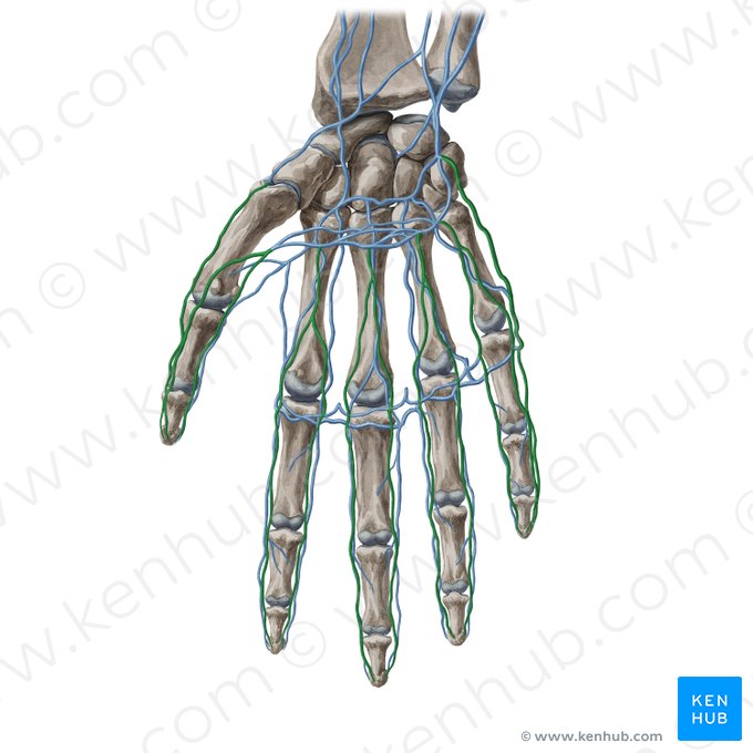 Venas digitales palmares (Venae digitales palmares); Imagen: Yousun Koh