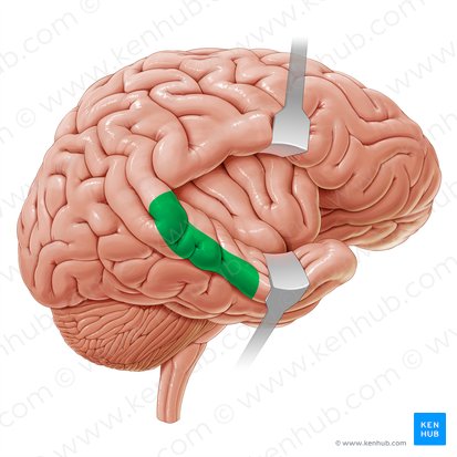 Secondary auditory cortex (Cortex auditorius secundarius); Image: Paul Kim