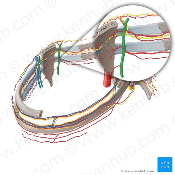 Internal thoracic artery (Arteria thoracica interna); Image: Paul Kim