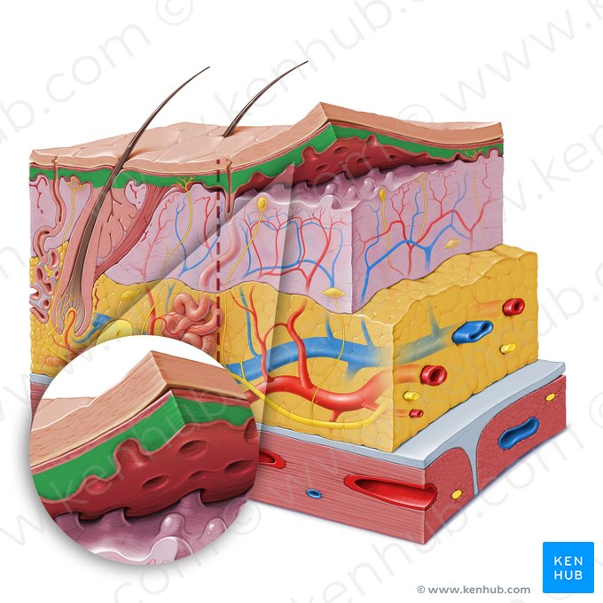 Stratum spinosum of epidermis (Stratum spinosum epidermis); Image: Paul Kim