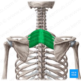 Músculo serrato posterior superior (Musculus serratus posterior superior); Imagen: Yousun Koh