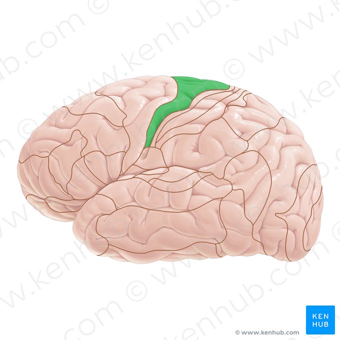 Área 4 de Brodmann (Area Brodmann 4); Imagem: Paul Kim