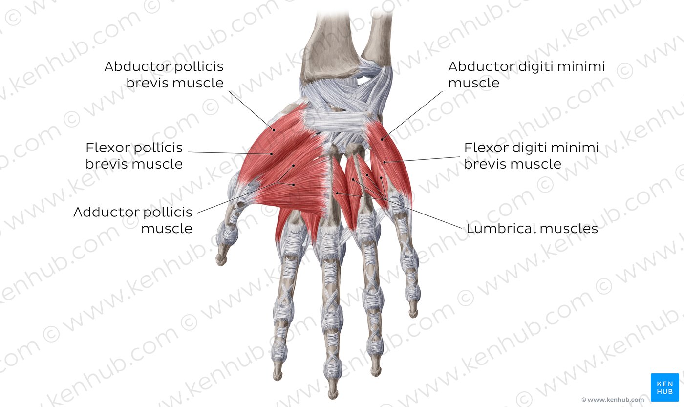 Muscles of the hand: main muscles