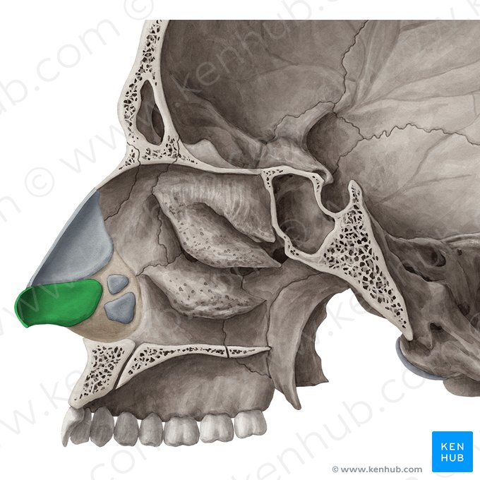 Cartilagem alar maior (Cartilago alaris major); Imagem: Yousun Koh