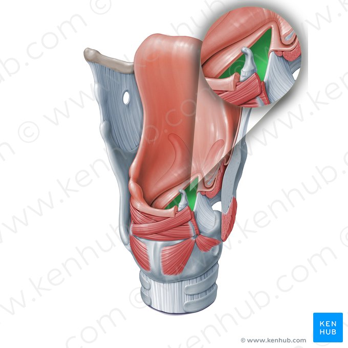 Rima glótica (Rima glottidis); Imagen: Paul Kim
