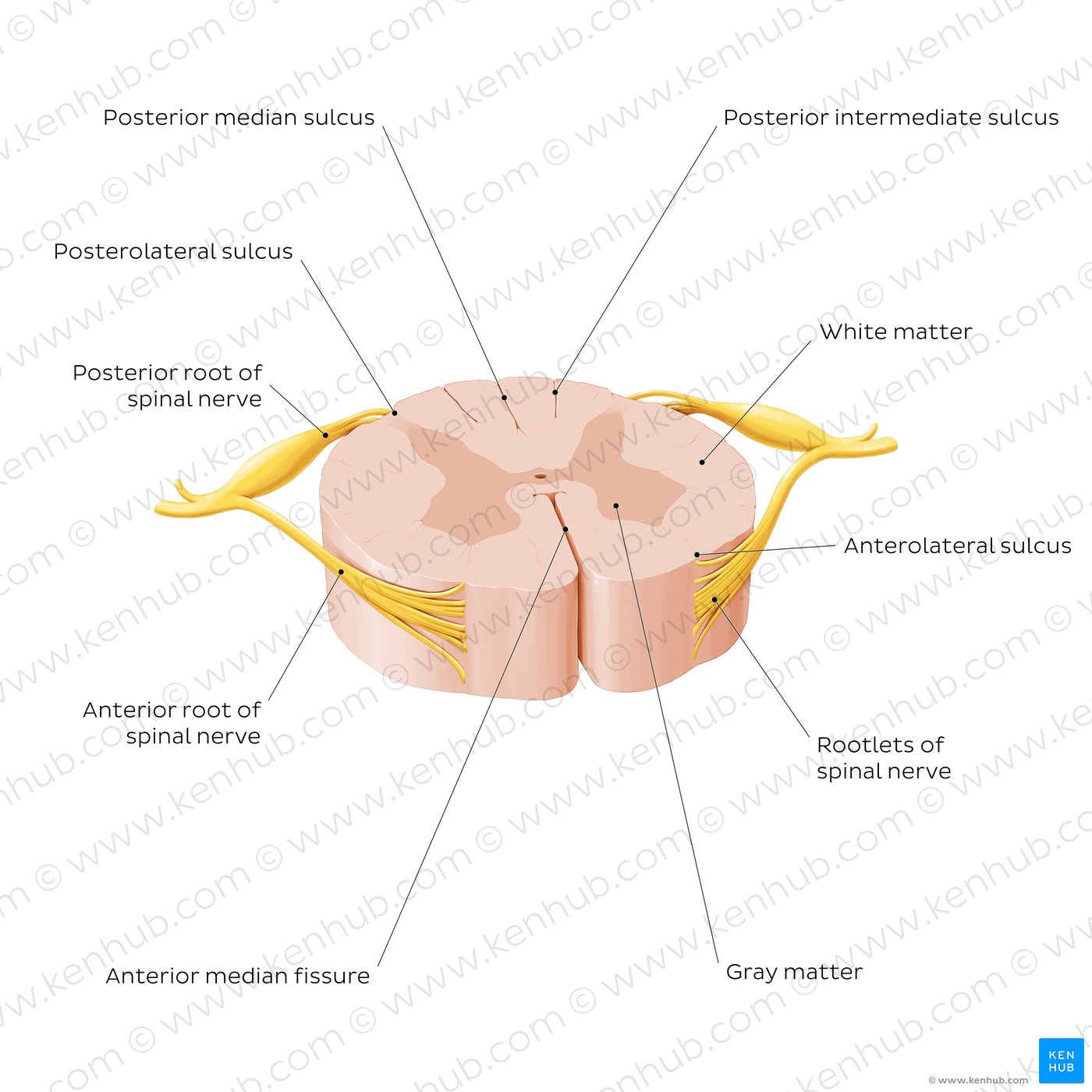 Spinal cord: Cross section (External morphology)